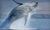 Al Gauron Deep Sea Fishing & Whale Watching Coupons Hampton, New Hampshire Deals
